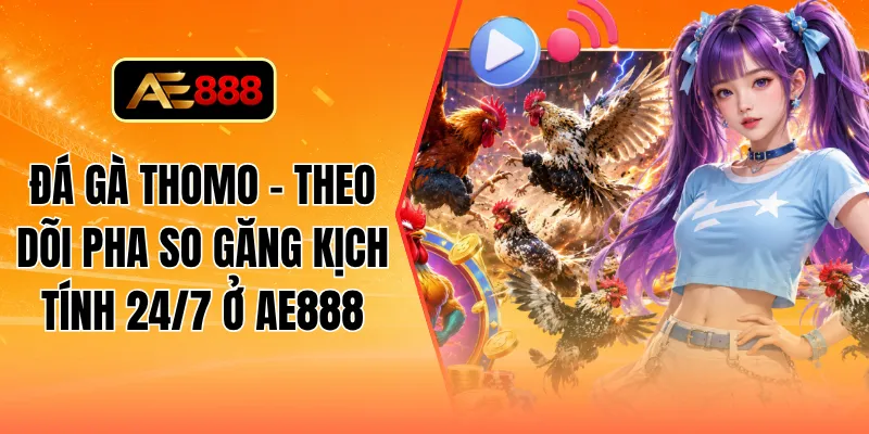 Đá gà Thomo - Theo dõi pha so găng kịch tính 24/7 ở AE888